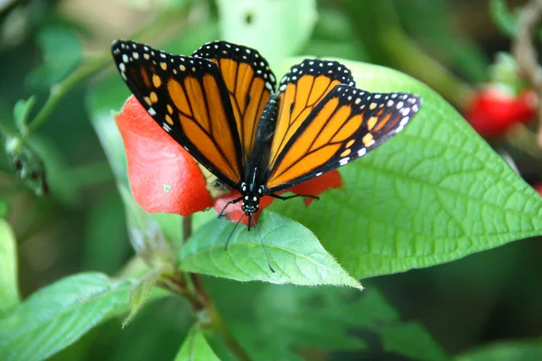 Monarch Butterfly Danaus Plexippus Descansando Alguma Folhagem Verde Selva Roatan — Fotografia de Stock