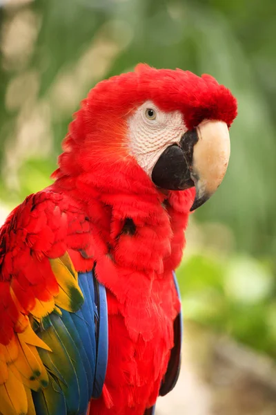 Pendekatan Dari Macaw Merah Dengan Bulu Yang Indah Cozumel Meksiko — Stok Foto