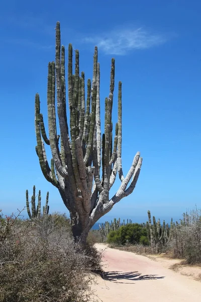 Kaktüs Outback Cabo San Lucas Baja California Sur Meksika — Stok fotoğraf