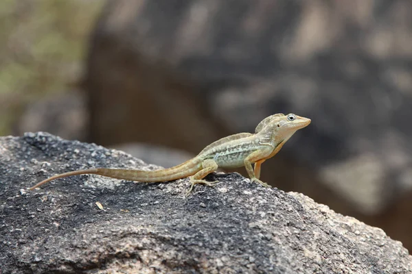 Anolis Lineatus Striped Anole Lizard Rock Aruba Caribbean — Stock Photo, Image