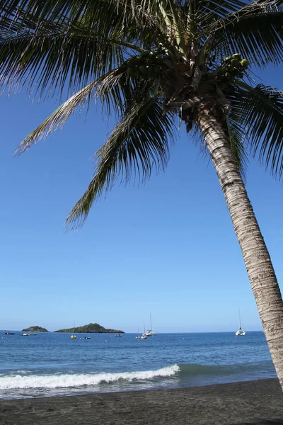 Palmera Sobre Arena Negra Playa Malendure Oeste Basse Terre Guadalupe — Foto de Stock