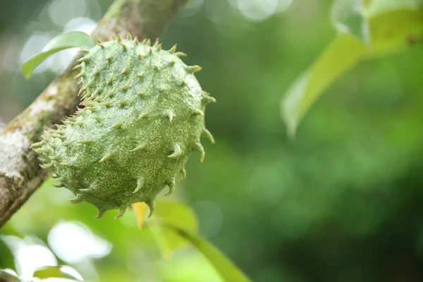Soursop Tropical Fruit Growning Annona Muricata Tree Rain Forest Lucia — Stock Photo, Image
