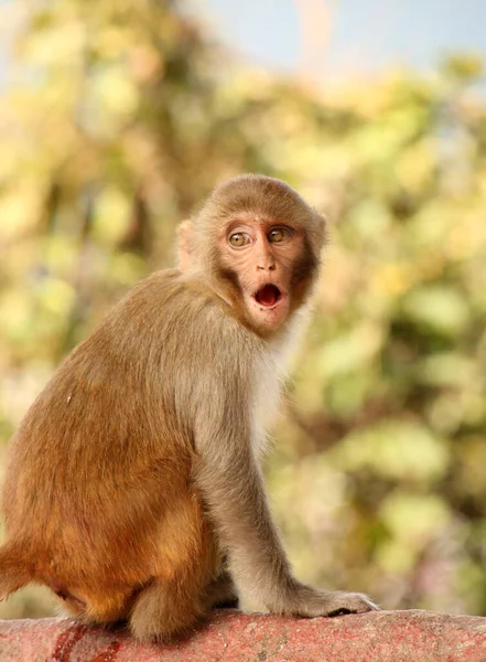 Surprised Monkey Swayambhu Nath Temple Kathmandu Nepal — Stock Photo, Image