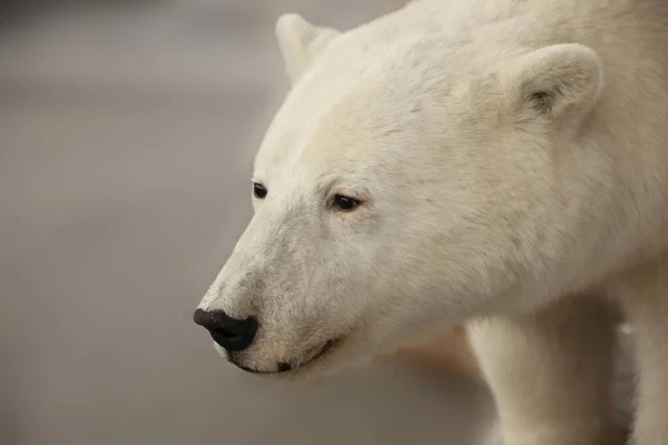 Close Head Upper Body Polar Bear Norway Stock Photo