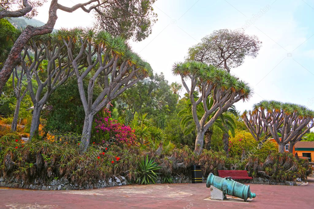 Small cannons surrounded by Canary Islands Dragon Tree inside the La Alameda Gardens which are a botanical gardens in Gibraltar, British overseas territory.