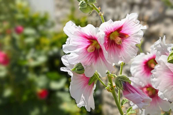 Beautiful Hollyhock Flower Bloom White Pink Petals Green Background Rochelle — Stock Photo, Image