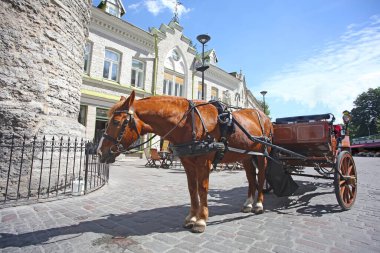 Şehrin tarihi ortaçağ şehir merkezi olan Tallinn, Estonya 'da, eski kasabanın şehir kapılarının yanındaki at arabası. 