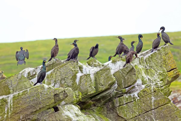 苏格兰设得兰群岛穆萨 一群沙格海鸟坐在靠近海洋的悬崖边 一跃而起 — 图库照片