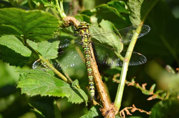 Yeşillik üzerinde dinlenme yusufçuk