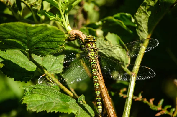 Libélula descansando na folhagem — Fotografia de Stock