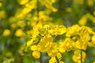 Tecavüz çiçek Güzellik