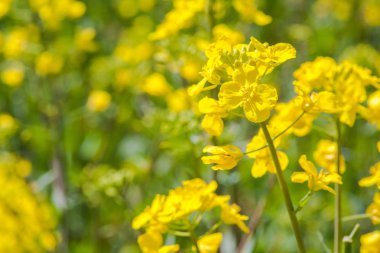 Tecavüz çiçek Güzellik