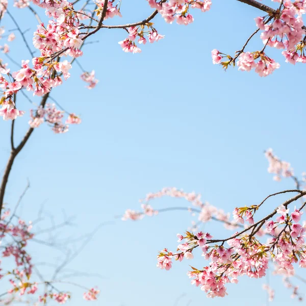 Pfirsichblüte Aus Nächster Nähe — Stockfoto