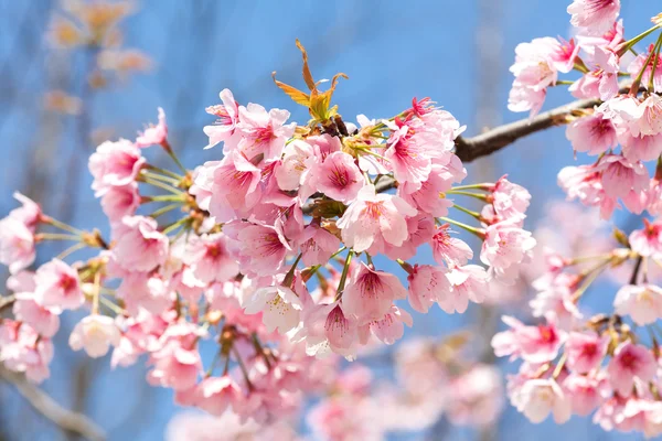 Pfirsichblüte Aus Nächster Nähe — Stockfoto