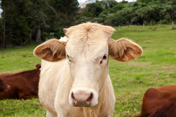 Rancho de gado de Queensland — Fotografia de Stock