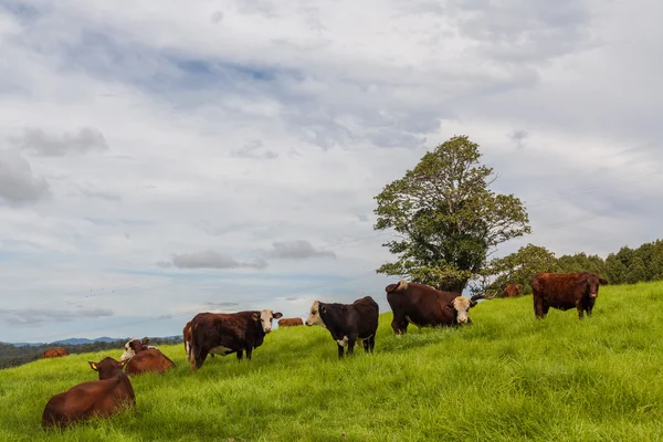 Rancho de gado de Queensland — Fotografia de Stock