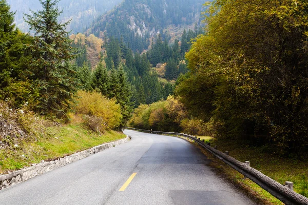 Close-up of the forest road — Stock Photo, Image