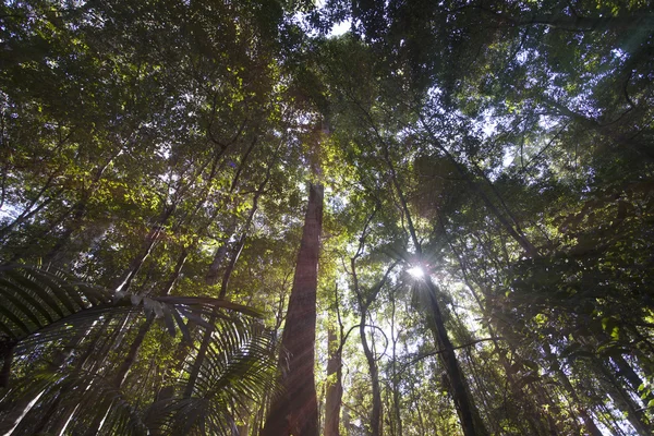 Floresta Australiana de Eucalipto — Fotografia de Stock