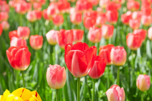 Beautiful tulips in the garden — Stock Photo, Image