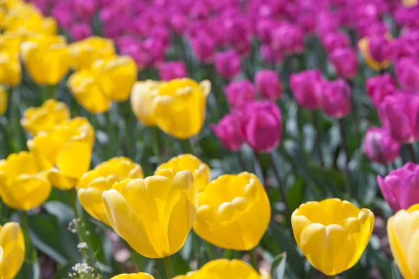 Beautiful tulips in the garden — Stock Photo, Image