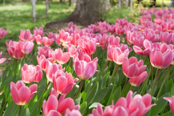 Beautiful tulips in the garden — Stock Photo, Image