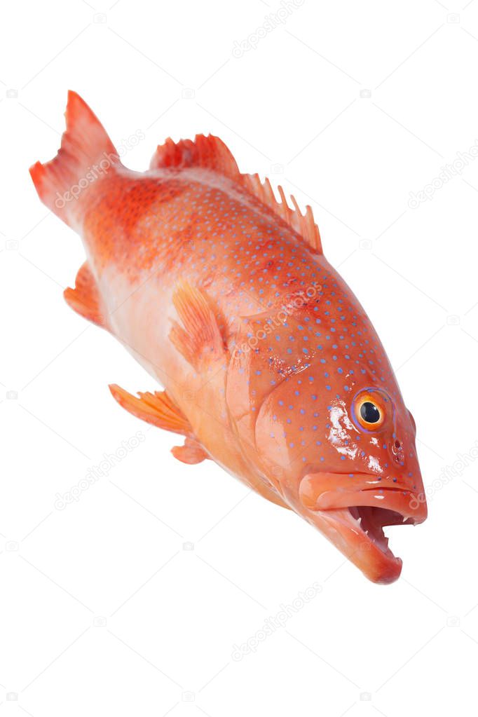 Red grouper on white background