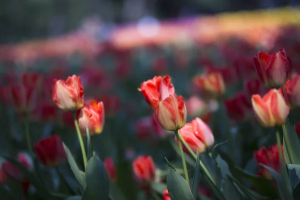 Tulip Flowers Close — Stock Photo, Image