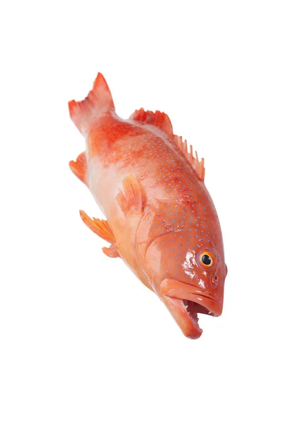 赤点石斑鱼的特写镜头 — 图库照片