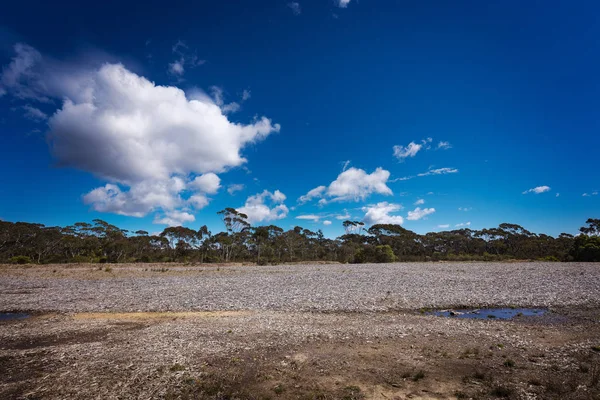 Grön Skog Natur Resor — Stockfoto