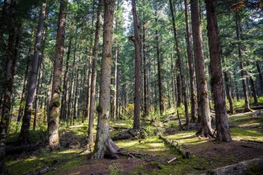 Orman ağaçları ve yosun