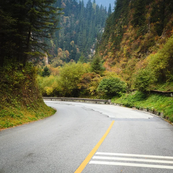 Old Forest Road Nature — Stock Photo, Image