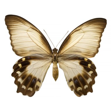 Meyve Bahçesi Kırlangıcı, kapat.