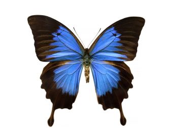 Beautiful ulysses butterfly clipart