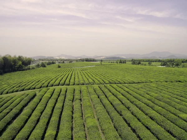 Jiangsu w Chinach, plantacje herbaty obszarów wiejskich — Zdjęcie stockowe