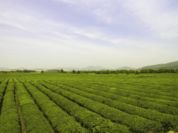 Jiangsu w Chinach, plantacje herbaty obszarów wiejskich — Zdjęcie stockowe