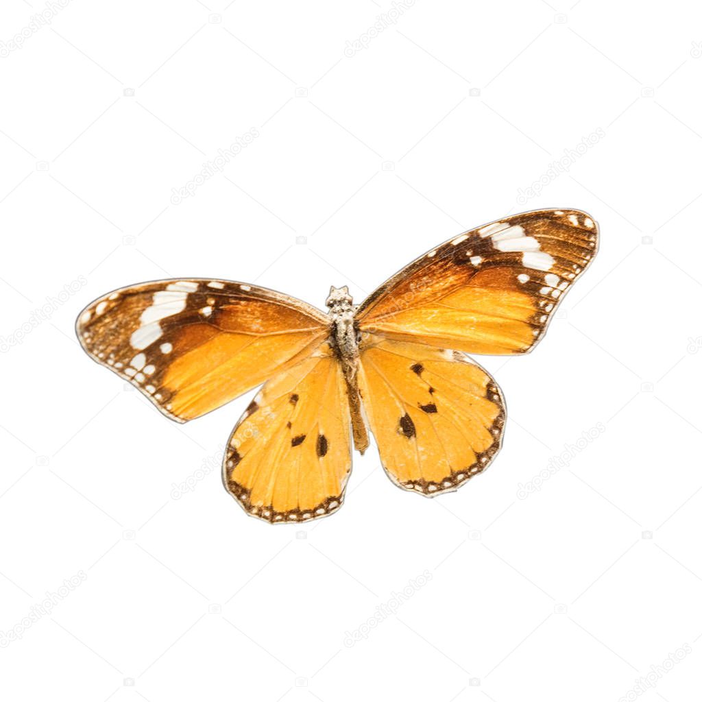Plain Tiger, Butterfly on white 