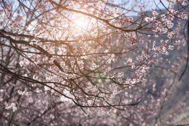 tost makinesi beyaz arkaplanda izole edildi