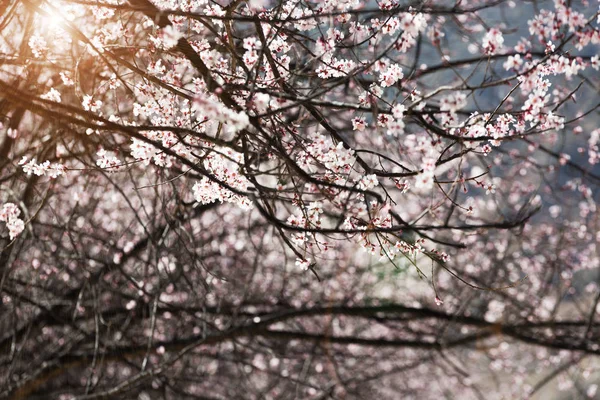 Frühling Pfirsichwald Natur — Stockfoto