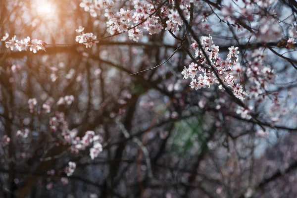 Frühling Pfirsichwald Natur — Stockfoto