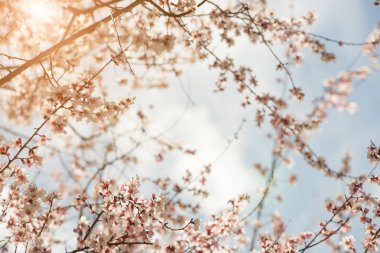 tost makinesi beyaz arkaplanda izole edildi