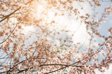 Bahar şeftali ormanı, doğa