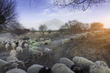 Çiftlikte otlayan koyunlar 