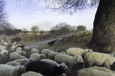 Çiftlikte otlayan koyunlar 