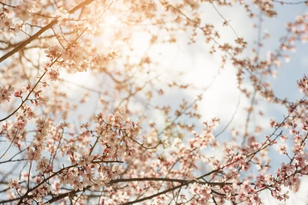 Bahar şeftali ormanı, doğa