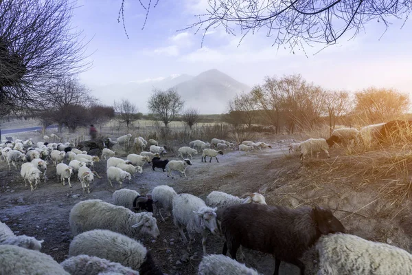 Pecore Pascolo Nell Azienda Agricola — Foto Stock