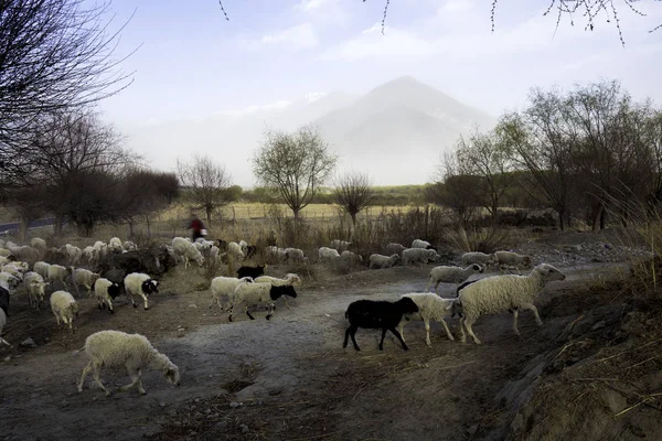 Pecore Pascolo Nell Azienda Agricola — Foto Stock