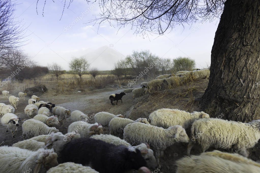 Grazing sheep on the farm 