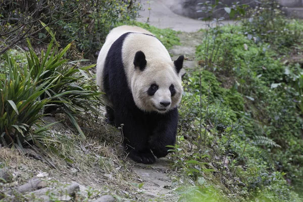 Park Çin Panda