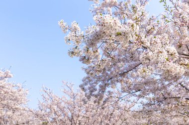 Parkta kiraz çiçekleri