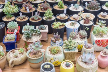 Succulents bonsai koleksiyonu.